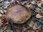 Ízletes vargánya (Boletus edulis), Őrség